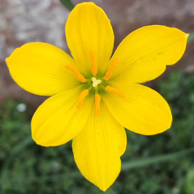 Zephyranthes sulphurea | Yellow Rain Lily (Pack of 10 Bulbs)