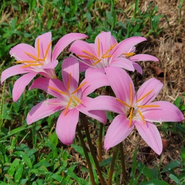 Zephyranthes robusta | Pink Rain Lily (pack of 10 Bulbs)