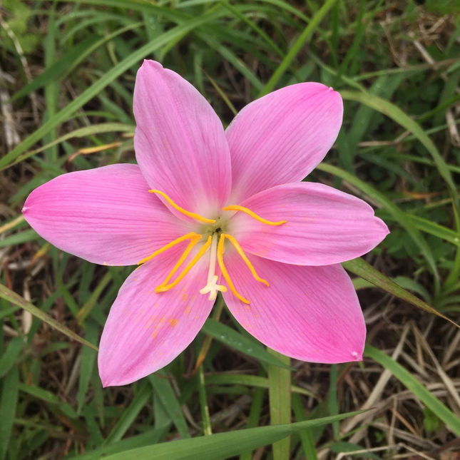 Zephyranthes robusta | Pink Rain Lily (pack of 10 Bulbs)