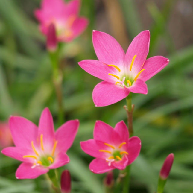 Zephyranthes rosea | Cuban Zephyr Rain Lily (pack of 10 Bulbs)