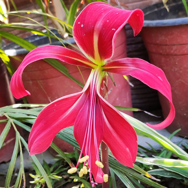 Sprekelia (Jacobean Lily) pack of 2 bulbs