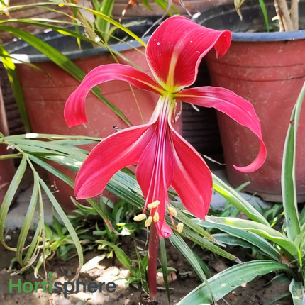 Sprekelia (Jacobean Lily) pack of 2 bulbs