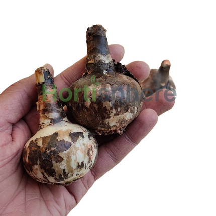 Sprekelia (Jacobean Lily) pack of 2 bulbs