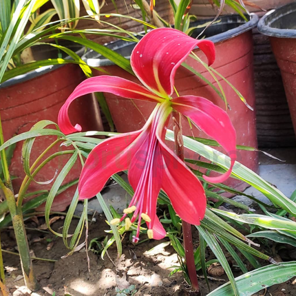 Sprekelia (Jacobean Lily) pack of 2 bulbs