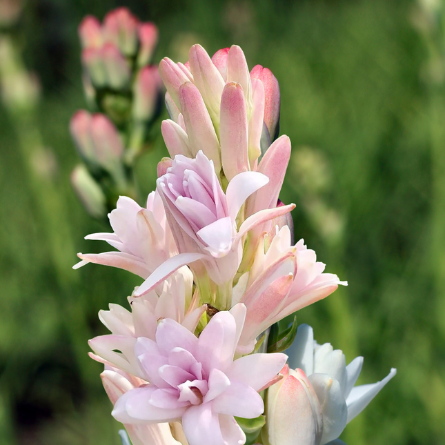 Tuberose Pink (Double Petal) | Duo Pack (02 Bulbs)