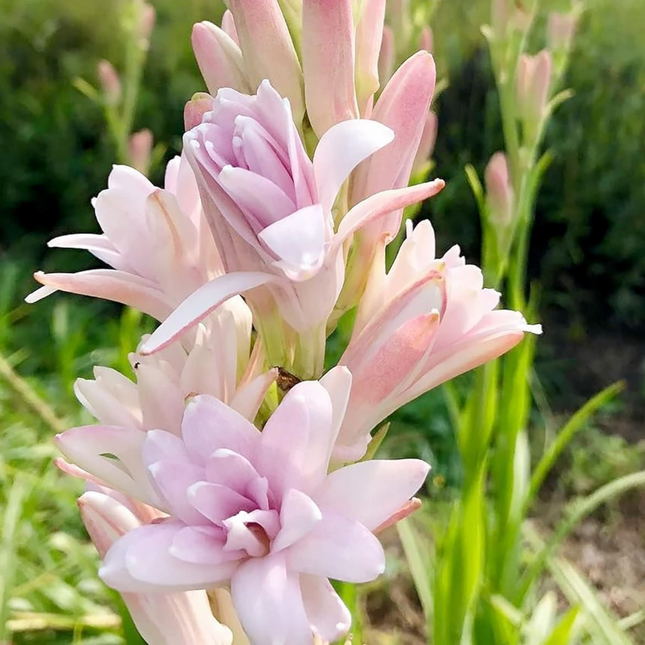 Tuberose Pink (Double Petal) | Duo Pack (02 Bulbs)