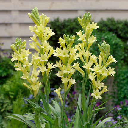 Tuberose Yellow | Duo Pack (02 Bulbs)