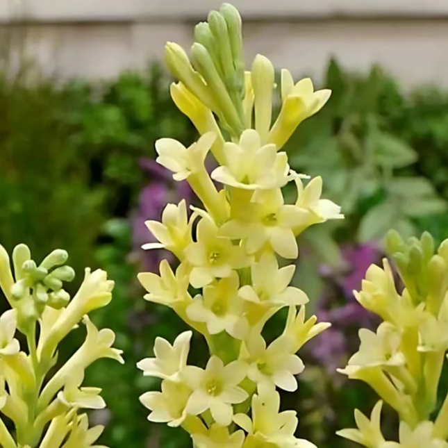 Tuberose Yellow | Duo Pack (02 Bulbs)