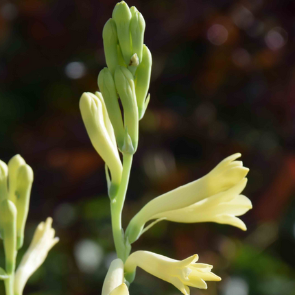 Tuberose Yellow | Duo Pack (02 Bulbs)