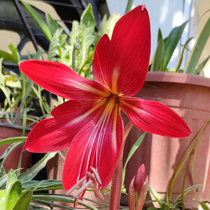 Hippeastrelia: A Rare & Dramatic Deep Red Amaryllis Hybrid