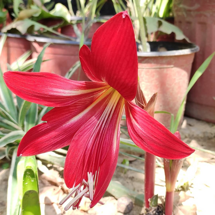 Hippeastrelia: A Rare & Dramatic Deep Red Amaryllis Hybrid