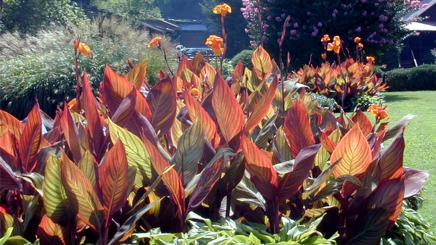Architectural Beauty: Striking Canna Rhizomes