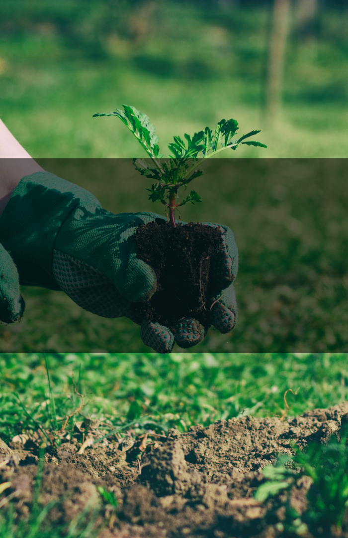 <h1>The Hortisphere Story<br/><br/></h1>