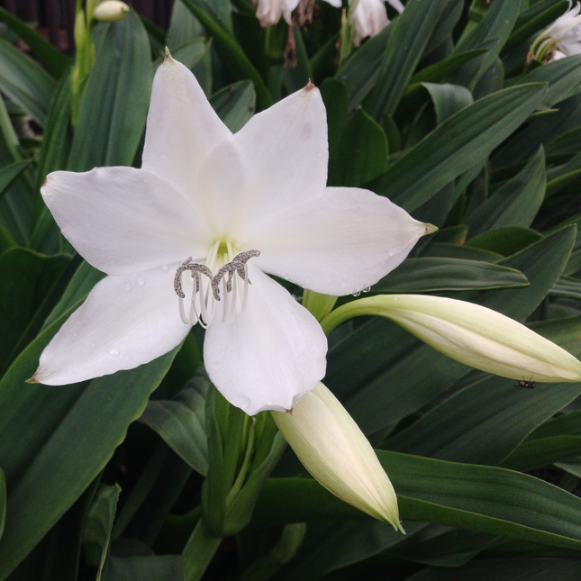 Crinum moorei | Natal Lily (Pack of 1 Bulb)