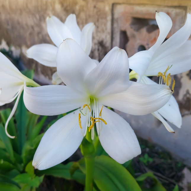 Crinum moorei | Natal Lily (Pack of 1 Bulb)